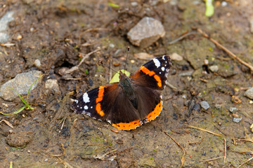 Fototapeta na wymiar butterfly on a a mud floor