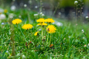 dandelion on a green meadow