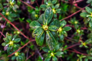 Budding Azalea Bush