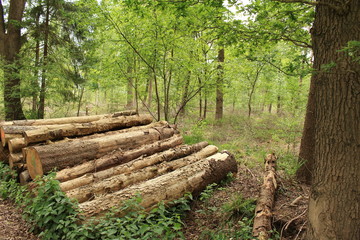 Holzstapel im Wald