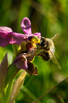 Male bee Eucera nigrilabris pollinating a wookcock orchid
