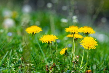 dandelion on a green meadow