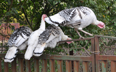 Turkeys in a rural yard