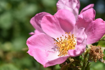 Obraz premium close up of pink flower