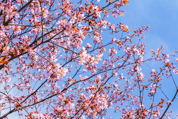 Cherry tree blossom, Kirsikkapuisto (Cherry Tree Park) in Roihuvuori, Helsinki, Finland
