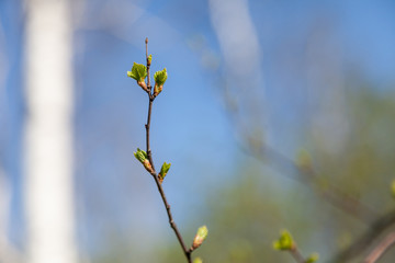 A close-up of a flexible brown branch of a raspberry bush with popping buds and cutting green juicy carved leaves against a clear blue sky.
