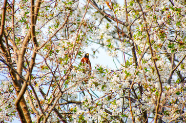 Bird in Blooming Cherry Tree