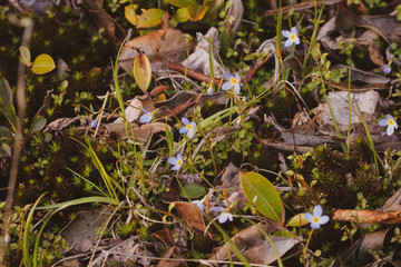 small blue flowers in lush green moss