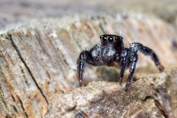 Jumping spider looking for food on a dry trunk of a tree