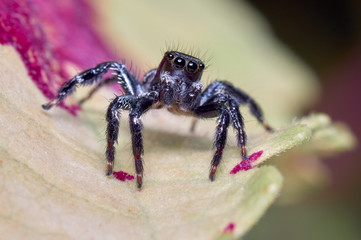 Jumping spider looks curiously at the camera while it is on a leaf