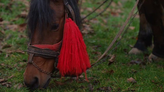 horse eating