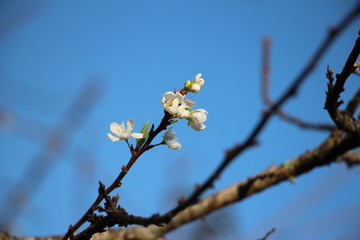 Close up of white apricot flowers on branch of tree in spring