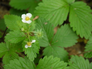 Walderdbeeren