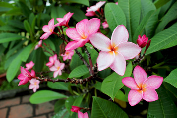 Close up of pink frangipani flowers