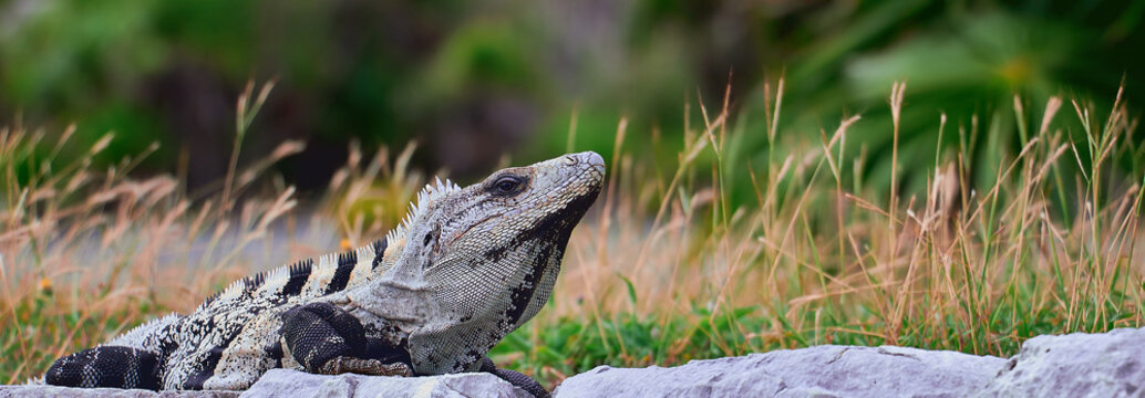 photograph of an iguana taken in Tulum Mexico