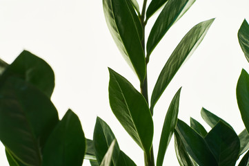 Zamioculcas green houseplant with medium leaves on white isolated background. Dollar tree with a lot of branches.