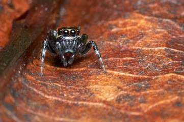 Jumping spider hiding on a dry leaf of a tree