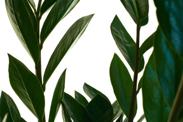 Zamioculcas green houseplant with medium leaves on white isolated background. Dollar tree with a lot of branches.