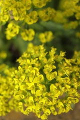 yellow flowers background