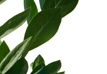 Zamioculcas green houseplant with medium leaves on white isolated background. Dollar tree with a lot of branches.