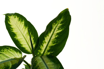 Dieffenbachia green houseplant with medium leaves on white isolated background.