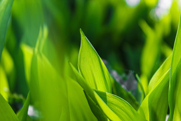 Lily of the valley leaves illuminated by sunlight.