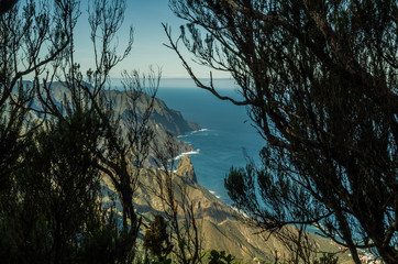 Obraz premium Laurel forest in Rural de Anaga Park, Tenerife, Spain