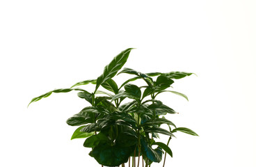 Coffee tree arabica, green houseplant with medium leaves on white isolated background.