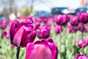 purple tulips in a field