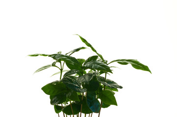 Coffee tree arabica, green houseplant with medium leaves on white isolated background.