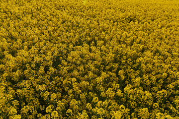 Żółte kwiaty rzepaku widziane od góry