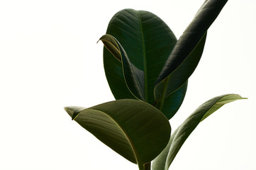Fototapeta na wymiar Ficus elastica, rubbery green houseplant with large thick leaves on white isolated background.