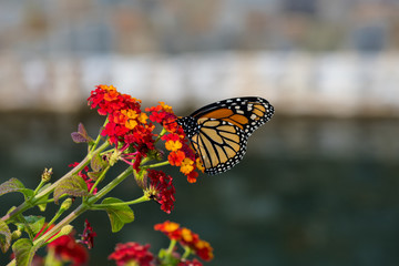 monarch butterfly on yarrow flower