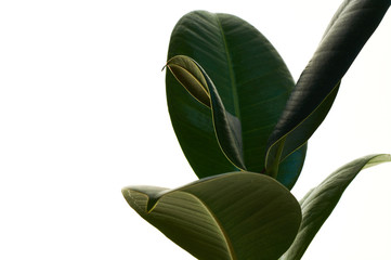 Ficus elastica, rubbery green houseplant with large thick leaves on white isolated background.