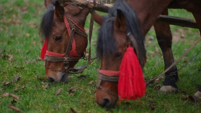 horse and foal