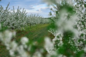 Kwitnące drzewka owocowe na wiosnę w sadzie © barytek