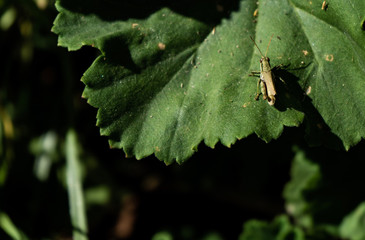 en otoño las langostas persisten, ya que las lluvias hacen que los malbones permanezcan coloridos. 