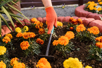 hand holding a rake and raking a soil near marigold flowers