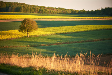 Wiejski krajobraz z polami zbóż i rzepaku