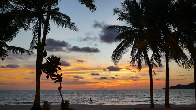 moving silhouette leaves branch coconut tree, sea water wave hit sand shore beach, mountain long distance, beautiful cloudy evening golden twilight sky background after sunset time, nobody