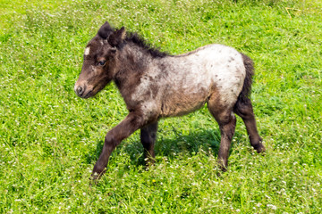 Fototapeta premium A horse grazes in a green meadow