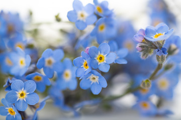 Macro Close Up of Adorable Tiny Blue Forget Me Not Flowers on White Background