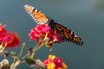 Open Winged Monarch butterfly on flower