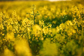 Żółte kwiaty rzepaku
