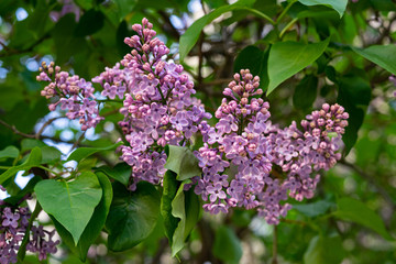Fototapeta na wymiar Beautiful purple lilac on a bush with green leaves