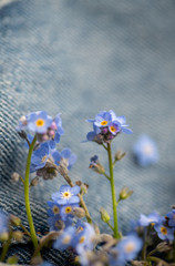 Macro Close Up of Adorable Tiny Blue Forget Me Not Flowers in Jean Pocket