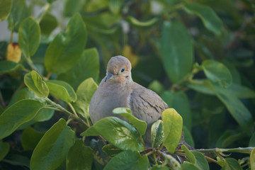 Morning dove pigeon facing different directions resting in vines.