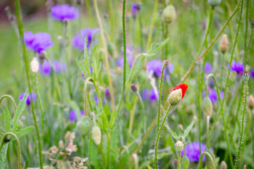 Little beauty red rose bud in a green field surrounded by violet flowers. Wild nature concept. Flowers background. Bloom concept. Springtime. Gardening. Copy space.