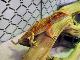 bearded Agama Australian lizard close-up, breeding exotic reptiles at home