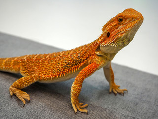 Australian bearded Agama bright orange color large planomm